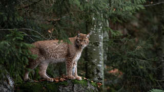 Bobcat