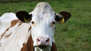 Beef cattle pasture in Campbell County