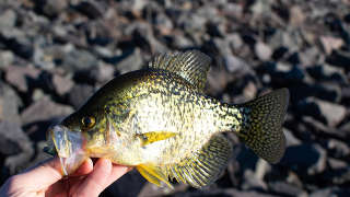 Crappie
