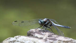 Dragonflies in Lewis County