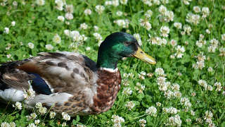 Waterfowl in Maury County