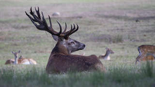 Elk in Campbell County
