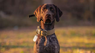 Claiborne County hunting land