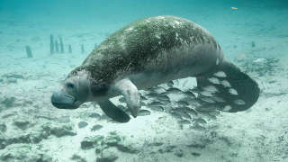 Manatee in Citrus County