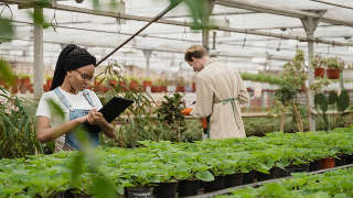 Blueberries, U-Pick, & Nursery