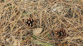 Pine Straw Land in Covington AL