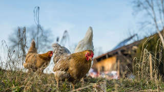 Poultry Farm
