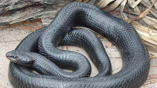 Eastern indigo snake Florida