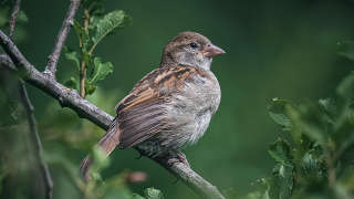 Savannah Sparrow in Sullivan County TN