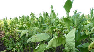 Hancock County TN tobacco farming