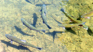 Rare Darter Fish Hardeman County
