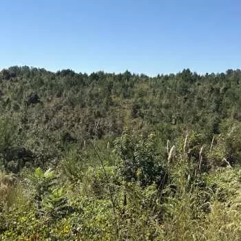 127 +/- Ac - Lamar County, AL - Sunset Road