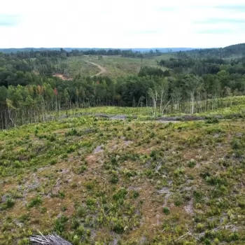 52 +/- Acres - Marion County, AL - County Highway 54 Tract