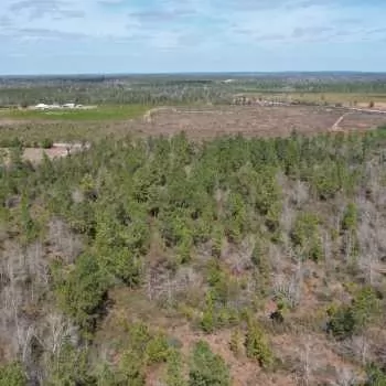 40 +/- acres - Calhoun County - Clarksville Tract