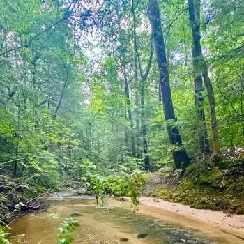 142 Acres-Winston County-Georgia Creek Tract