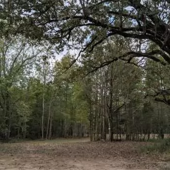 10.5 +/- ac - Lauderdale County, AL - Free as a Bird Mini Farm