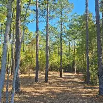 107 +/- Ac. - Hale County - Havana Junction Farm Parcel #7