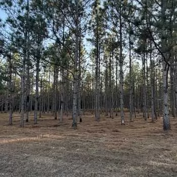 9.8 Acres - CR 1156 Troy - Pike County - Tract 4