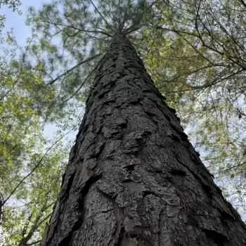 18 acres -  Jackson County, FL- Sawyer Tract 1