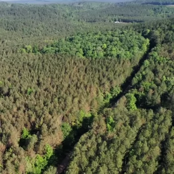 80 +/- Acres - Fayette County, AL - County Road 66 Tract