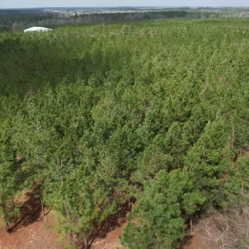 15 +/- acres - Santa Rosa County - Mini Farm Tract