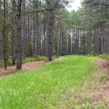 80 +/- Acres - Walker County, AL - Hwy 18 Tract