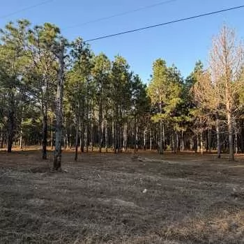 5 Acres - CR 1156 Troy - Pike County - Tract 2