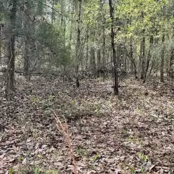 50+/- AC - JACKSON COUNTY, FL - SAWYER TRACT 2