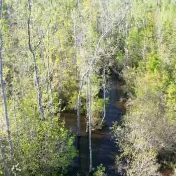 32 +/- ac - Jackson County, FL - Murkerson Farm