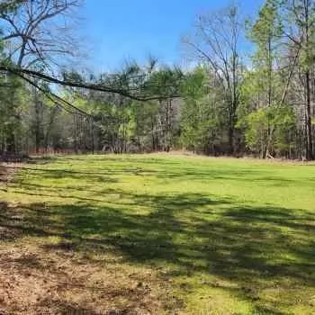 141 +/- Acres - Wilcox County, AL - County Line Tract