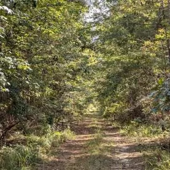 148 +/- ac - Wilcox County, AL - Vredenburgh Hill Tract