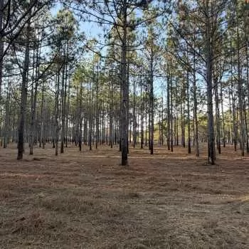 5.3 Acres - CR 1156 Troy - Pike County - Tract 5