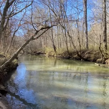 200 acres - Lee County - Loblockee Farms