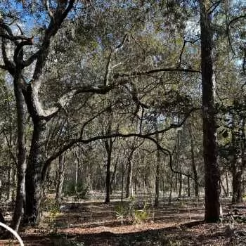 5 +/- Ac - Clay County - Belmore State Forest Tract