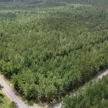 Adams Drive Tract - 49.6 Ac - Walton Co, FL