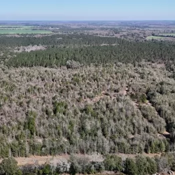 37.5+/- acres - Houston County, AL - Grimsley Road Tract