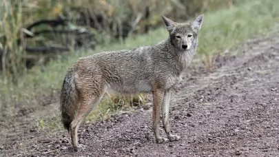 Tutt land The Trouble That Finds Land Without a Shepherd | Land Risk & Reality