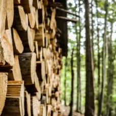 Tutt land Selling Your Land? Here Are 4 Reasons You Need a Timber Inventory First | Timber & Terrain