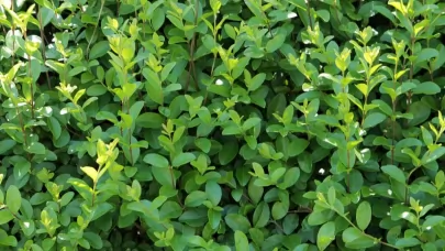 Tutt land Controlling Privet – Now is the Time | Timber & Terrain