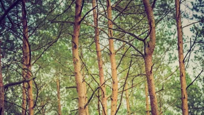 Tutt land How to Successfully Invest in a Pine Plantation: A Complete Guide | Timber & Terrain