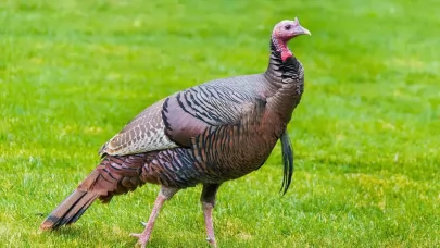 Tutt land Enhancing Wild Turkey Habitat | Land for the Hunt