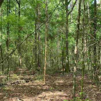 35.5 Acres - Coffee Co. - The Triangle Tract